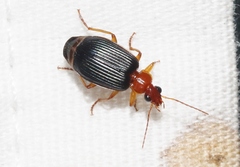 Lebia deceptrix