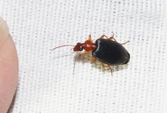 Lebia deceptrix