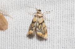 Diptychophora harlequinalis