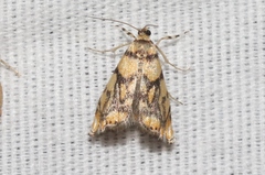 Diptychophora harlequinalis