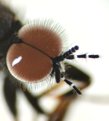 Bibio nigriventris