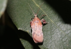 Galasa nigripunctalis