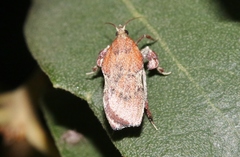Galasa nigripunctalis