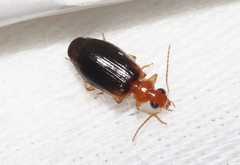 Lebia scapula