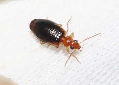Lebia scapula