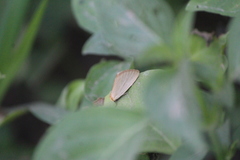 Chrysoecia thoracica
