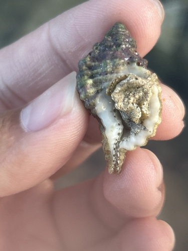 Cymatium muricinum observed 2025-06-19