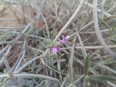 Astragalus hyrcanus