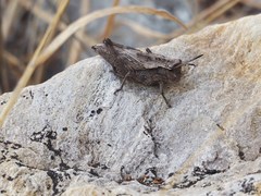 Dracotettix monstrosus