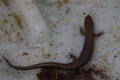 Oligosoma aeneum