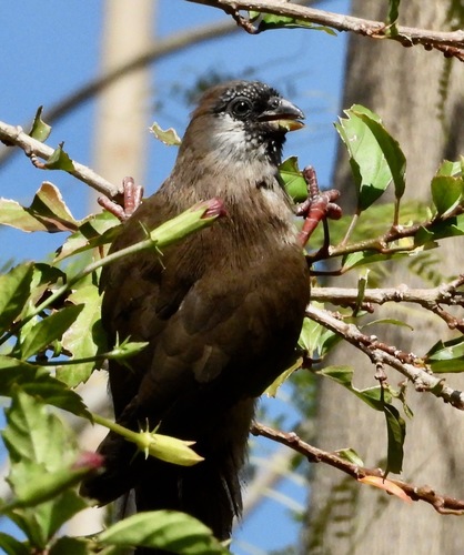 Red-backed Mousebird (Colius castanotus), photo 4