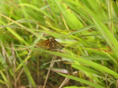 Taractrocera ceramas