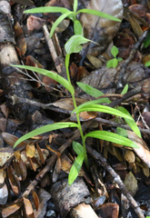 Pterostylis agathicola