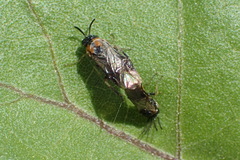 Schizocerella pilicornis