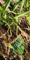 Persicaria glabra