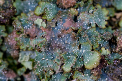 Punctelia stictica