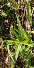 Persicaria glabra
