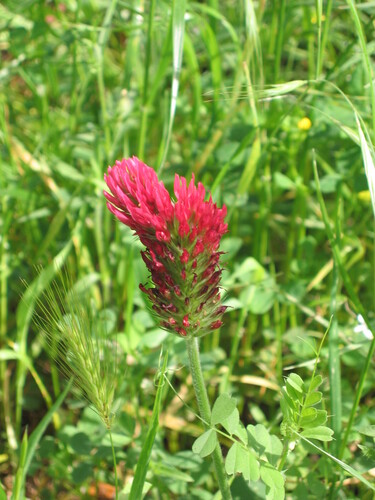 Trifolium incarnatum