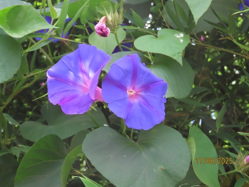 oceanblue morning glory