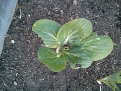 Brassica oleracea acephala