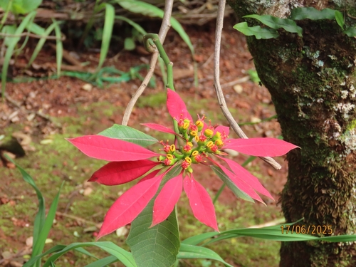 Poinsettia