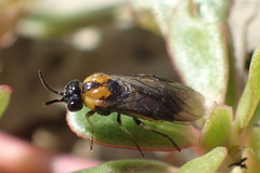 Schizocerella pilicornis