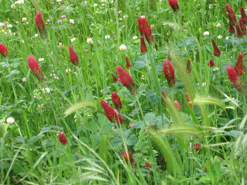 Trifolium incarnatum