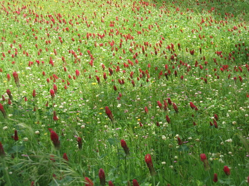 Trifolium incarnatum