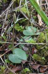 Corybas rotundifolius