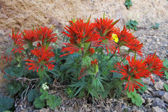 Castilleja rupicola