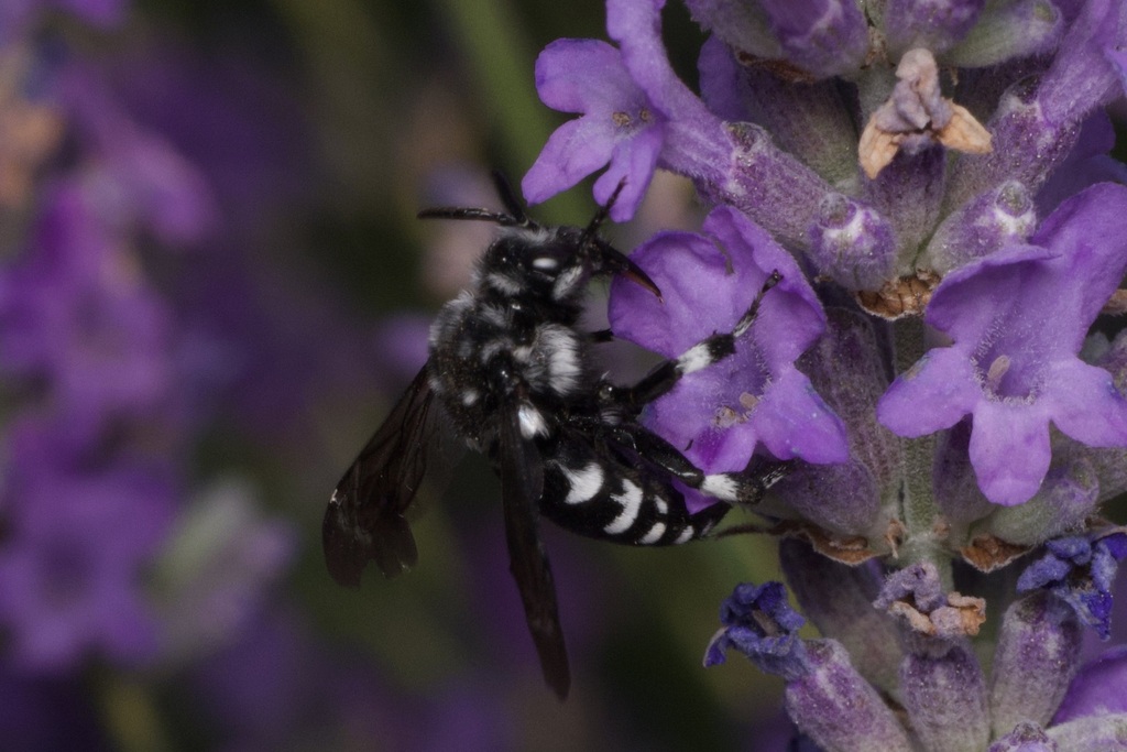 Thyreus orbatus