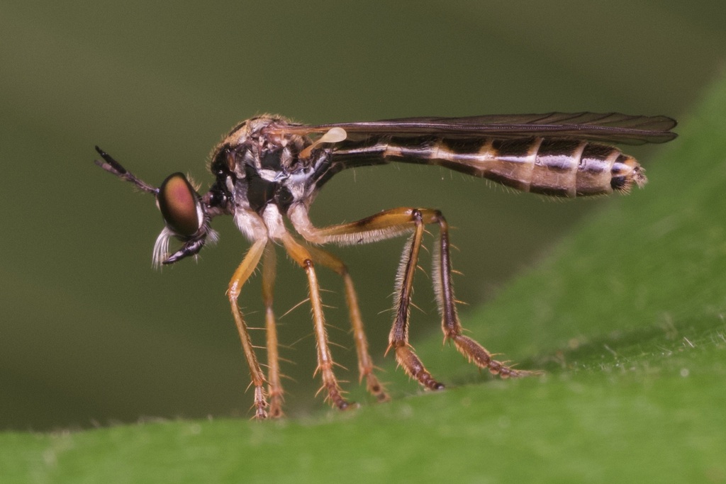 Small Yellow-legged Robber Fly