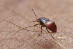 Acrosternum rubescens