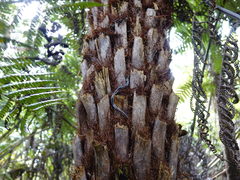 Australopacifica