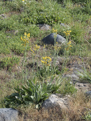 Senecio scorzonella