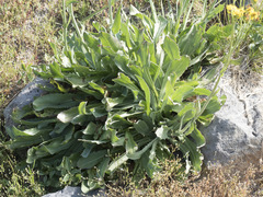 Senecio scorzonella