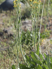 Senecio scorzonella