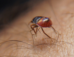 Acrosternum rubescens