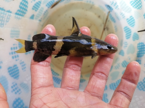 Asian bumblebee catfish (Pseudomystus siamensis) — Bagridae — 2