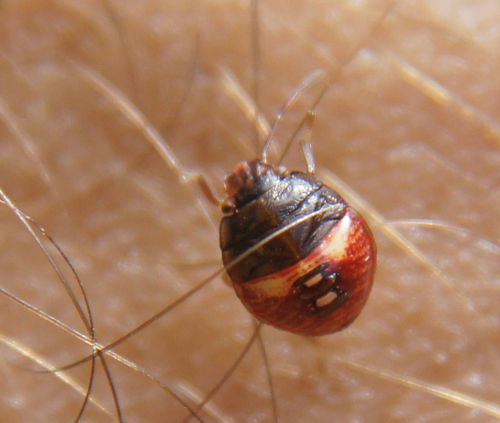 Acrosternum rubescens