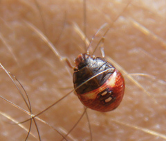 Acrosternum rubescens