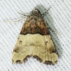 Cobubatha dividua