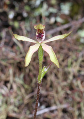 Caladenia atradenia
