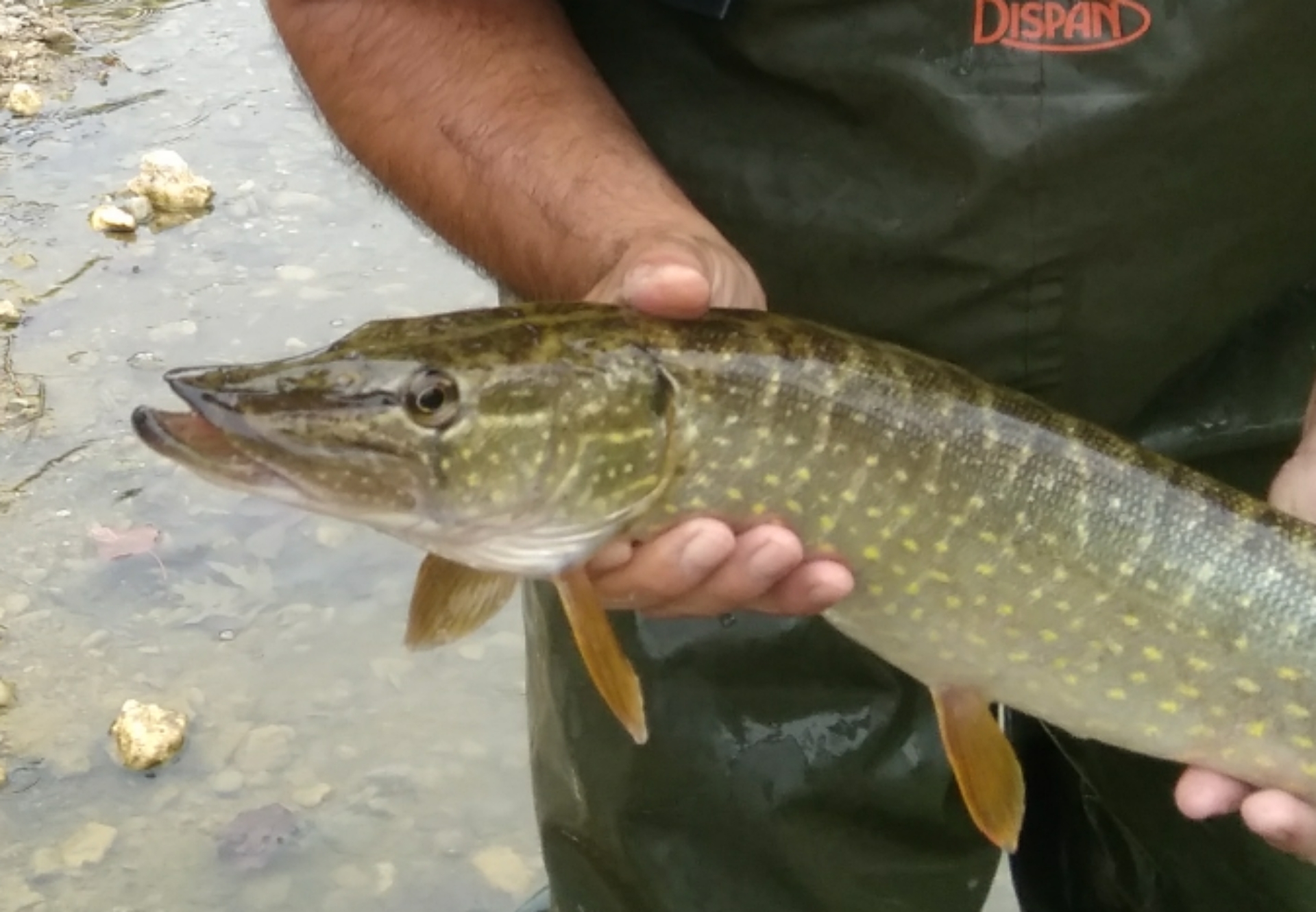 Northern Pike (Esox lucius) · iNaturalist