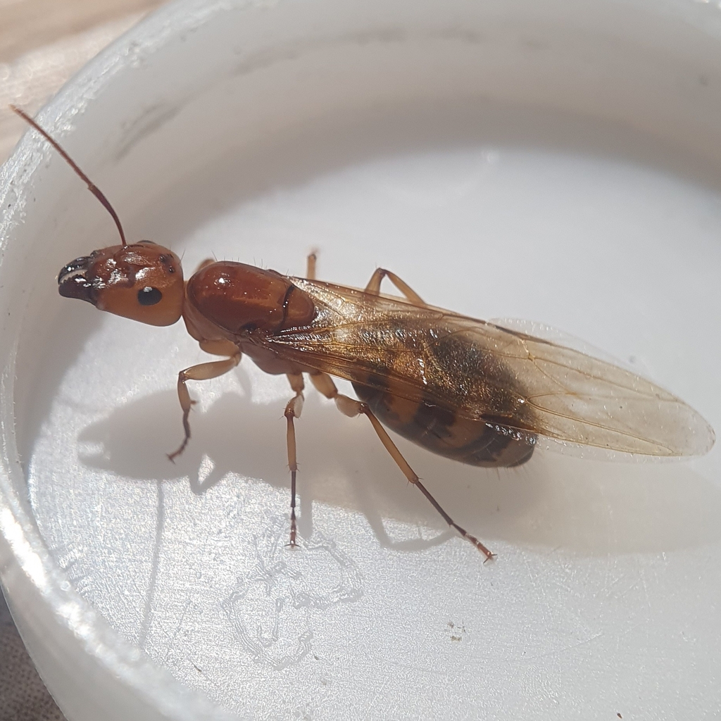 Camponotus maculatus (Camponotus maculatus)