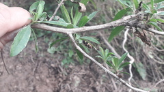 Oncopeltus unifasciatellus