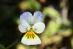 Bracteolatae