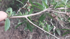 Oncopeltus unifasciatellus