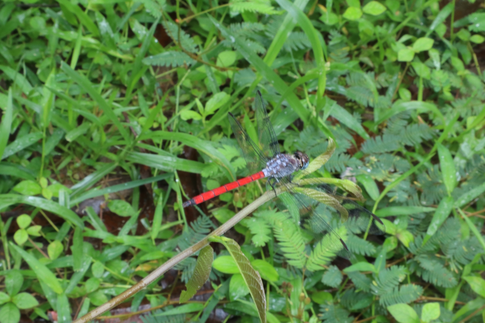 Asiatic Bloodtail