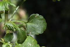 Bracteolatae